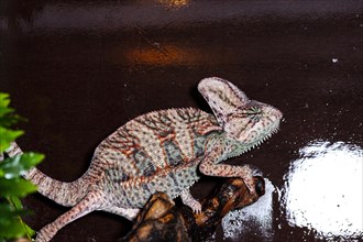 Close-up of a chameleon in a terrarium