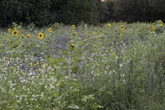 Flowering meadow with sunflowers