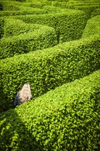 Labyrinth of hedges with three people