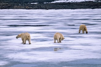 Polar bear with a cubs on the ice at Svalbard