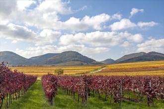 Autumnal coloured vineyards
