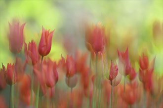 Orphanides tulips