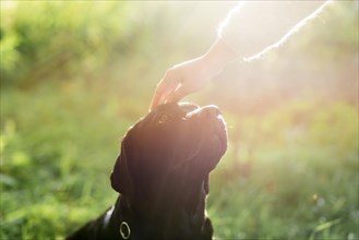 Owner s hand stroking her dog head sunlight