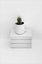 Cactus white mug stacked books isolated white background