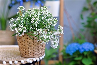 'Lobularia Snow Princess' plant with small white flowers in basket pot