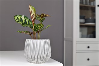 Tropical 'Calathea Makoyana' Prayer Plant in flower pot on table in front of gray wall
