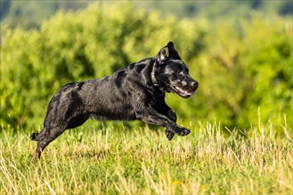 Labrador dog running on a green meadow