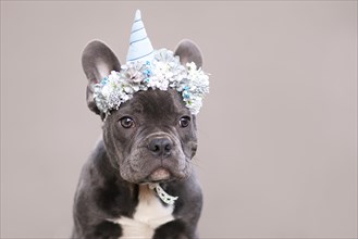 Portrait of young French Bulldog puppy wearing a blue unicorn horn costume headband with flowers on gray background with copy space