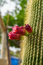 Close-up of a Neobuxbaumia Polylopha cactus with colorful flowers