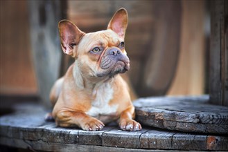 Beautiful red fawn French Bulldog dog lying down between wooden industrial cable drums