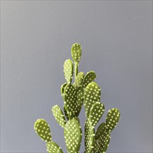 Office cactus