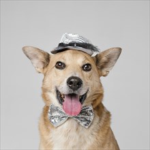 Cute dog wearing hat bow tie
