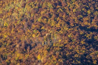 Autumn forest in Durmitor National Park