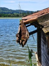 Boat hut on the lake with a gutter overgrown with moss