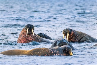 Group of Walruses in the water at Svalbard Island