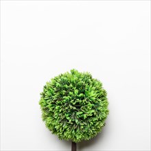 Small green decorative tree
