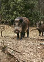 Wild boars nature 1
