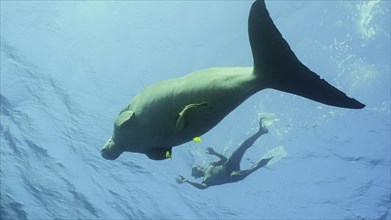 Dugong swims under surface of water