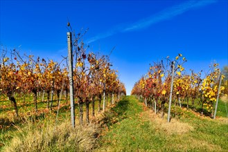 Grapevine plants with orange and yellow leaves in autumn under blue sky