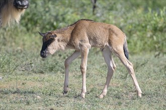 Wildebeest