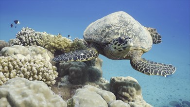Fron side of Hawksbill Sea Turtle