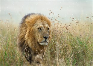 Maned lion
