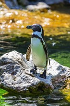 Northern rockhopper penguin