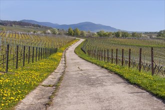 Path between vineyards
