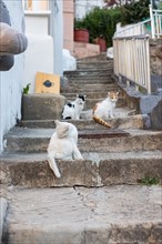 Street cats in Gamcheon Cultural Village