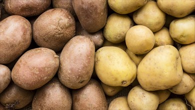 Top view different kinds potatoes