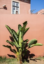 Banana tree in front of a wall