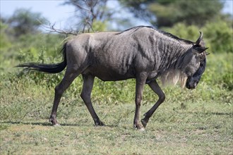Wildebeest