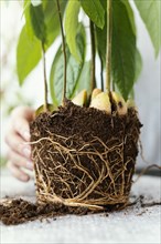Close up hand with roots soil