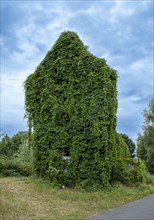 House overgrown with wild vines in the Spreewald near Luebben