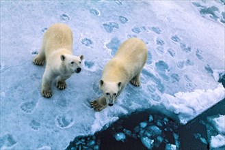 Polar bears on the ice in Arctic
