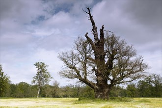 Oldest oak