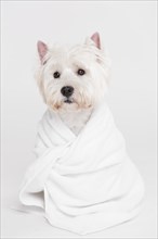 Cute small dog sitting towel