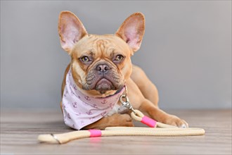 Cute red French Bulldog dog with homemade neckerchief collar and rope leash lying down