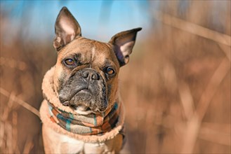 Head of French Bulldog dog wearing colorful scarf in front of blurry dry grass autumn background