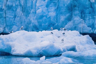 Flock of Glaucous gulls by a glacier in arctic