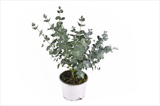Small Eucalyptus plant in flower pot