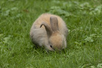 Dwarf rabbit
