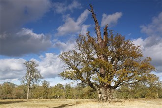 Oldest oak in the biosphere reserve