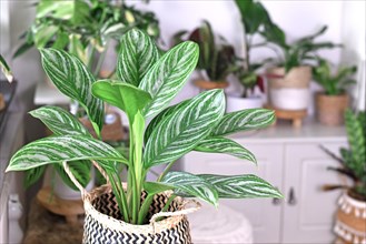Tropical 'Aglaonema Stripes' houseplant with long leaves with silver stripe pattern in basket flower pot