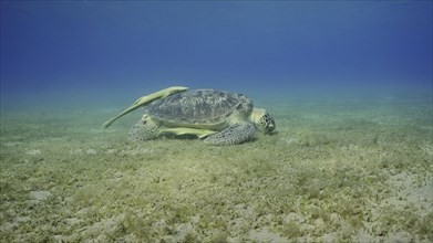 Wide-angle shot of Sea turtle grazing on the seaseabed