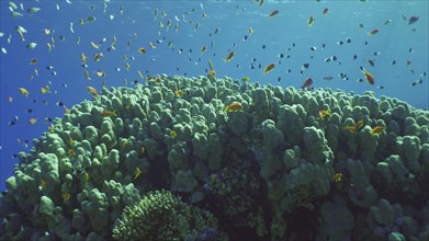 Hard corals colony Porites