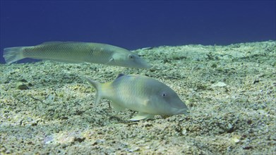 Close-up of Cinnabar Goatfish