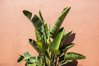 Banana tree in front of a wall