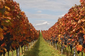 Vines with red grapes in autumn