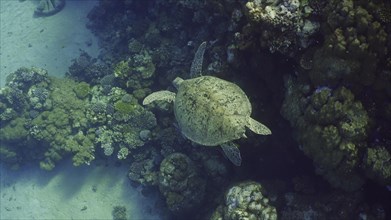 Top view of Great Green Sea Turtle